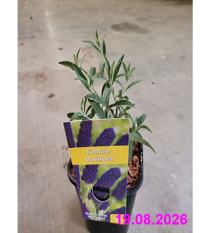 Buddleja dav. 'Black Knight' C 1,4 L